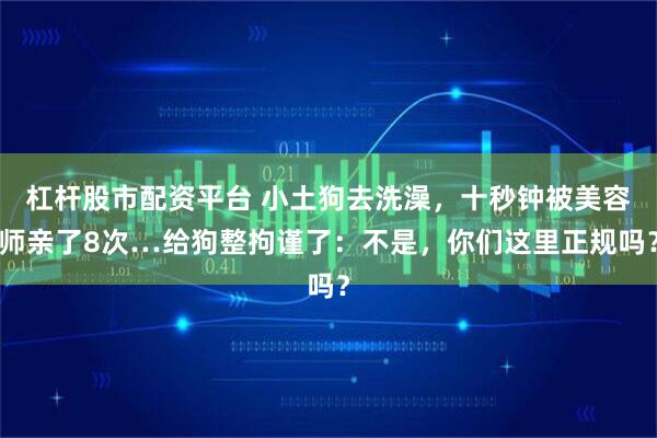 杠杆股市配资平台 小土狗去洗澡,十秒钟被美容师亲了8次…给狗整拘谨了:不是,你们这里正规吗?
